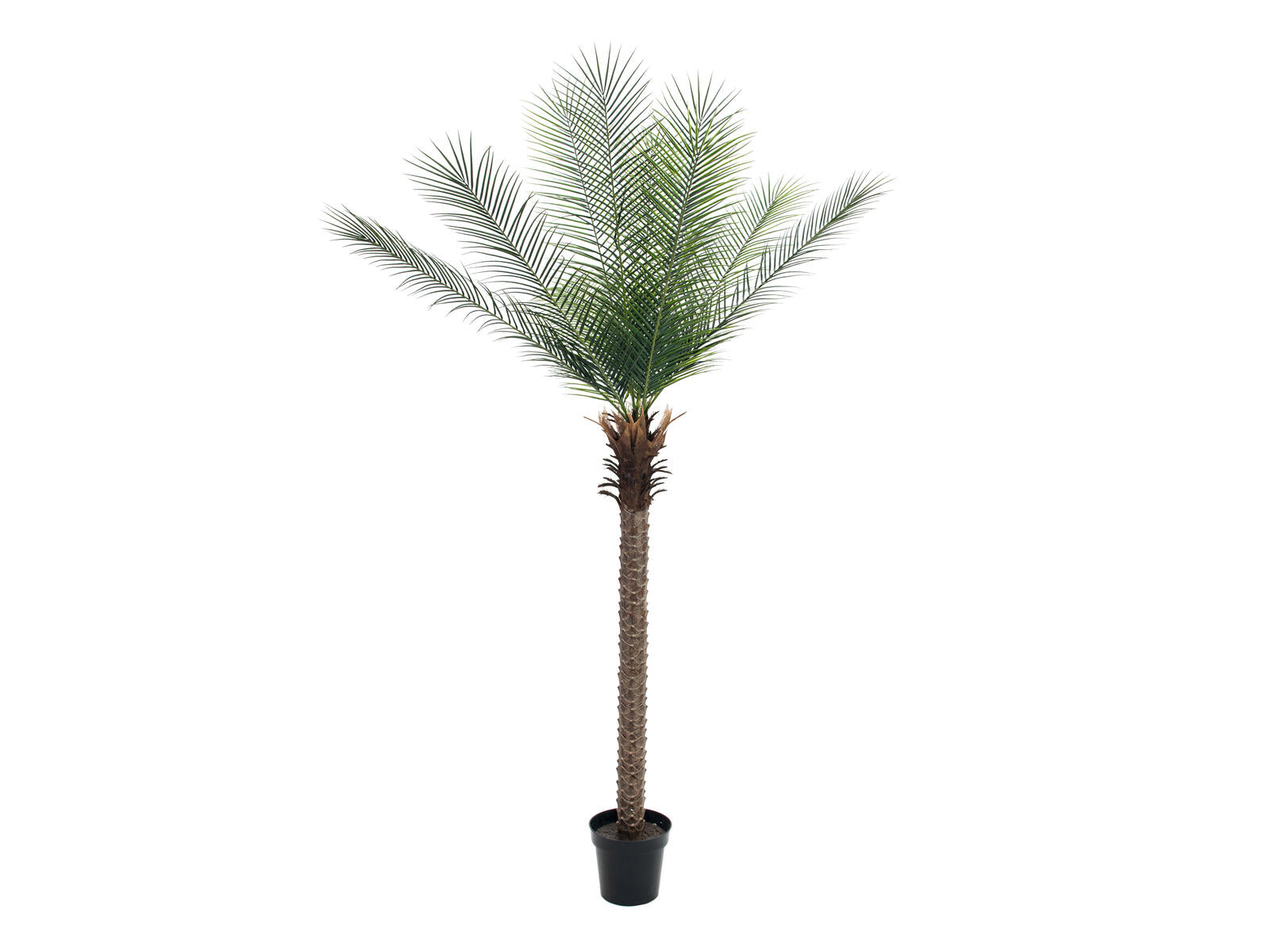 EUROPALMS Phönix Palme deluxe, Kunstpflanze  220cm