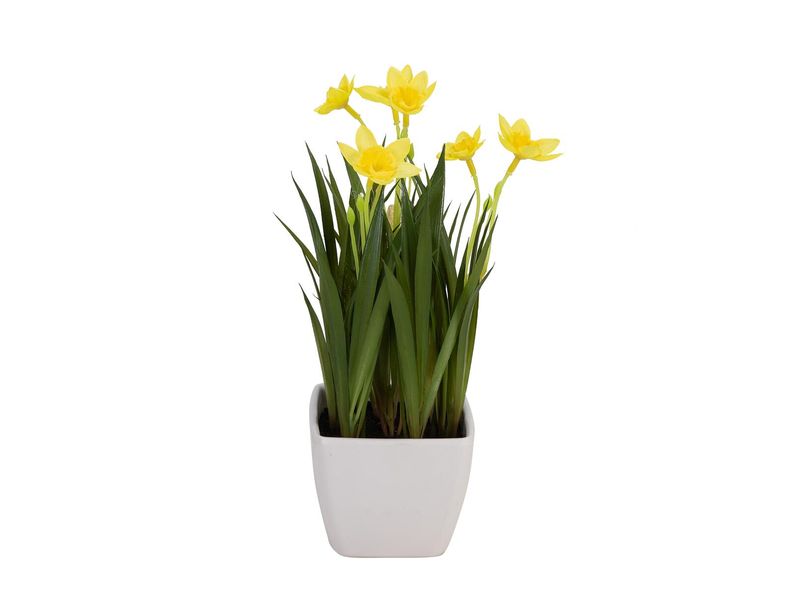 EUROPALMS Narzisse, Kunstpflanze, 23cm