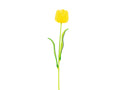 EUROPALMS Kristalltulpe, Kunstblume, gelb 61cm 12x
