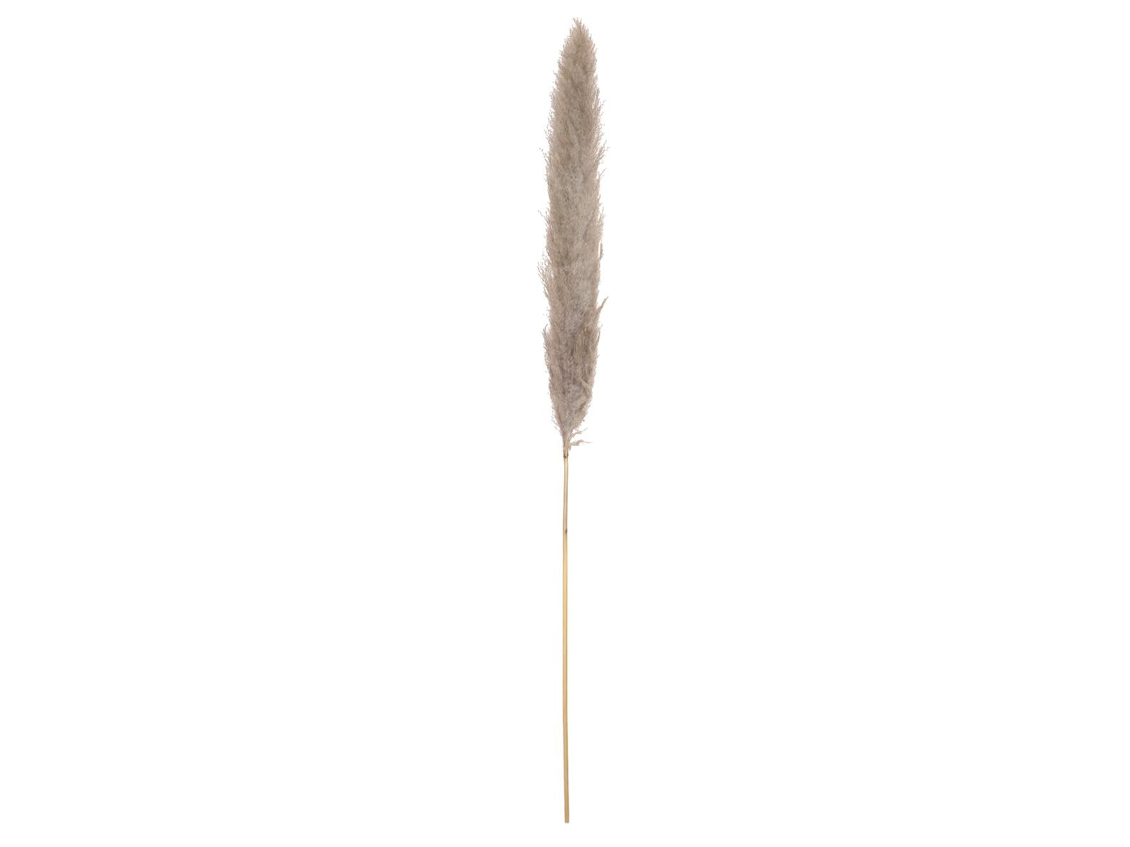 JOLIPA Pampasgras Zweig, getrocknet, natur, 137cm