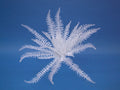EUROPALMS Dekofarn zum Selbstfärben, künstlich,   60cm